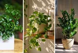 5 loại cây cảnh được ví như “nam châm hút tài lộc”: Nhà nào cũng nên có 1 cây trong phòng khách
