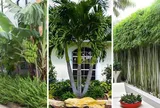 Các cụ dặn: 2 cây trồng trước nhà nhà tiền vào như nước, 3 cây trồng sau nhà trấn giữ của cải