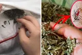 Không cần phun thuốc hay vợt muỗi, bỏ nắm lá này vào phòng: Muỗi nhiều đến mấy cũng bay sạch