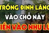 3 vị trí trồng cây đinh lăng "tiền vào như nước": Giúp không gian sống thêm tươi mát, đón nhiều vượng khí