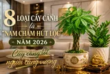 8 loại cây cảnh mang ý nghĩa sung túc, bình an: Ai cũng nên trồng một cây