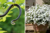 Vườn nhà có 6 loại cây này rắn "mê như điếu đổ": Muốn bình an nên nhổ bỏ ngay