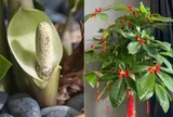 5 loại cây cảnh hiếm khi nở hoa, một khi đã nở hoa là điềm báo: Gia chủ cần chuẩn bị