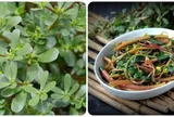4 loại rau củ mùa hè không lo thuốc trừ sâu, "bổ như sâm": Đi chợ gặp nhớ mua ngay, giá rẻ bèo