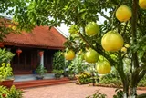 Trồng cây bưởi trước nhà phong thuỷ có tốt không?