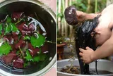 Cách gội đầu bằng nước lá tía tô giúp mọc tóc, mượt mà