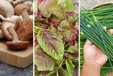 4 loại rau "bổ hơn thịt, rẻ hơn thuốc", quý như nhân sâm: Việt Nam bán đầy ngoài chợ, nhiều người không biết mà ăn