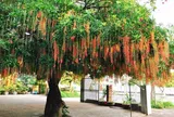 3 cây quý trong sân vườn, hút lộc lành cho gia đình: Chặt đi là mất lộc