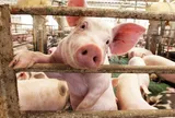 Giá heo hơi 15/4: Tiến sát 70.000 đồng/kg, thị trường ba miền biến động nhẹ