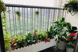 Những loại cây cảnh lý tưởng cho người bận rộn sống ở chung cư