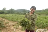 Những loại rau dại từng mọc hoang nay “lên hương” thành đặc sản bạc triệu, nông dân thu tiền triệu mỗi ngày