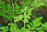 Cây này thường bị nhầm là rau ngót, canxi gấp 4 lần sữa, đem trộn tôm thịt được món thanh mát ngày hè