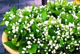 Hoa nhài có nên trồng trong nhà không?