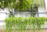 Những loại cây đẹp mắt nhưng không nên trồng trong nhà