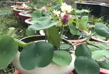 Hoa sen nên trồng ở đâu trong nhà?