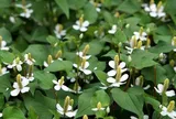 Cú “lội ngược dòng” ngoạn mục: Từ cây mọc la liệt sau vườn thành “mỏ vàng” nông sản sạch và dược liệu, vươn ra thị trường quốc tế