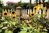Hoa hướng dương có nên trồng trong nhà không?