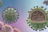 3 ca tử vong từ ổ dịch virus Hanta trên du thuyền 150 hành khách: Những cảnh báo từ WHO