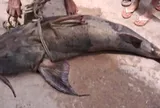 Cận cảnh "thủy quái" nặng 1 tạ sa lưới tại Ấn Độ: Nặng 100kg, 3 người khiêng mới xuể