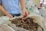 Vụ "80kg  xác ve sầu khô cũng cần giấy tờ”: Lực lượng chức năng lên tiếng