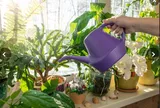 Những sai lầm "chết người" khi chọn cây trồng trong nhà khiến cây nhanh chết