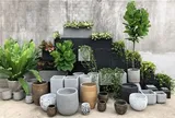 6 loại cây thu hút côn trùng, "nguy hiểm" cho không gian kín
