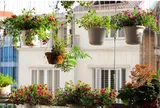 Những loại hoa mini được giới trẻ mê decor căn hộ đặc biệt yêu thích