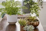 7 loại cây người lớn tuổi sẽ khuyên không nên đặt trong nhà
