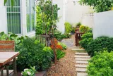 Tưởng càng nhiều cây quanh nhà càng tốt, dân sành cây cảnh báo nên tránh xa 10 loại này