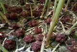 Những loại cây trồng quen thuộc trong nhà dễ trở thành nơi trú ngụ của loài rắn