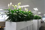 Dân công sở tiết lộ: 10 loại tăng sinh khí, giúp văn phòng xanh hơn, làm việc “mượt” hơn