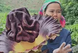 Cây hoa kỳ dị, có mùi "xác thối" vào ban đêm hóa ra lại là nguyên liệu quen thuộc của "hội giảm cân"