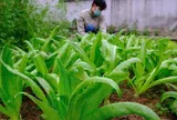 Chỉ vài nghìn đồng mỗi mớ, loại rau này chứa lượng canxi khiến nhiều người kinh ngạc, ra chợ mua ngay