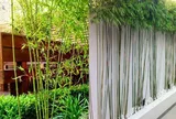 Người xưa dặn cây trước nhà không thể trồng bừa: Chọn 5 cây này thì giàu sang, gặp 3 cây này thì nên tránh