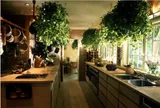 Những vị trí “đại kỵ” khi đặt chậu cây mà nhiều gia đình không để ý