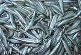 3 loại cá rẻ bèo ngoài chợ nhưng bổ ngang “nhân sâm”, nhiều người tiếc vì biết quá muộn
