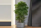 3 vị trí trồng cây đinh lăng "tiền vào như nước": Giúp không gian sống thêm tươi mát, đón nhiều vượng khí