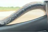 Khoảnh khắc “không tin nổi”: Đang lái xe, tài xế hoảng hồn khi thấy con vật khổng lồ vắt qua cửa kính ô tô