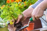 Top 12 cây cảnh cực đẹp nhưng "khó chiều", càng chăm kỹ càng dễ hỏng