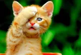 4 con giáp này được lòng tất cả mọi người, làm gì cũng có quý nhân giúp sức trong năm 2026