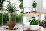 Vì sao có người trồng kim tiền mãi không “phát”, trong khi chọn lưỡi hổ lại "thuận" hơn?