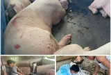 Vụ đường dây giết mổ, tiêu thụ 21 con lợn nhiễm bệnh ở Thanh Hóa: Hé lộ chi tiết giấu 7 con lợn tại nhà người thân