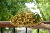 Loại quả ví như "gia vị vạn năng" chỉ có ở vùng núi phía Bắc: Từng mọc đầy ven rừng nay có tiền chưa chắc mua được loại ngon