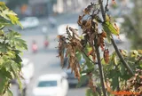 Người xưa dặn: "Đừng để cây khô trước cửa, đừng để dây leo quấn nhà"