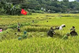 Mùa gặt đặc biệt trên cánh đồng Xuân Quang