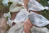 Mừng sinh nhật, người đàn ông mang 14 bao tải trắng lên núi: Thấy vật bên trong, cả làng "sống trong sợ hãi"