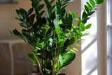 Trước khi trồng cây Kim tiền, người thuộc 2 mệnh này phải đặc biệt lưu ý