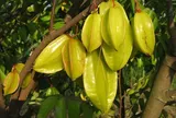 4 lý do người xưa thích trồng cây khế trước sân, có lý do khiến nhiều người bất ngờ