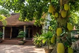 Loại cây trồng trước nhà sẽ "chặn" may mắn: Đem trồng sau nhà mới "sung túc"