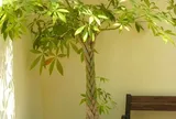 4 vị trí phạm phong thuỷ không nên đặt cây Kim ngân